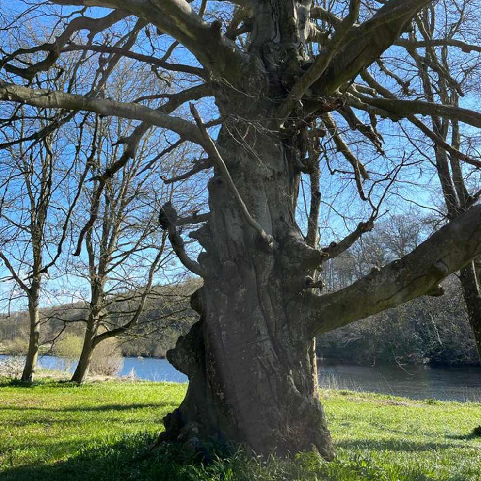 The Mighty oak on the river bank at Milne Graden