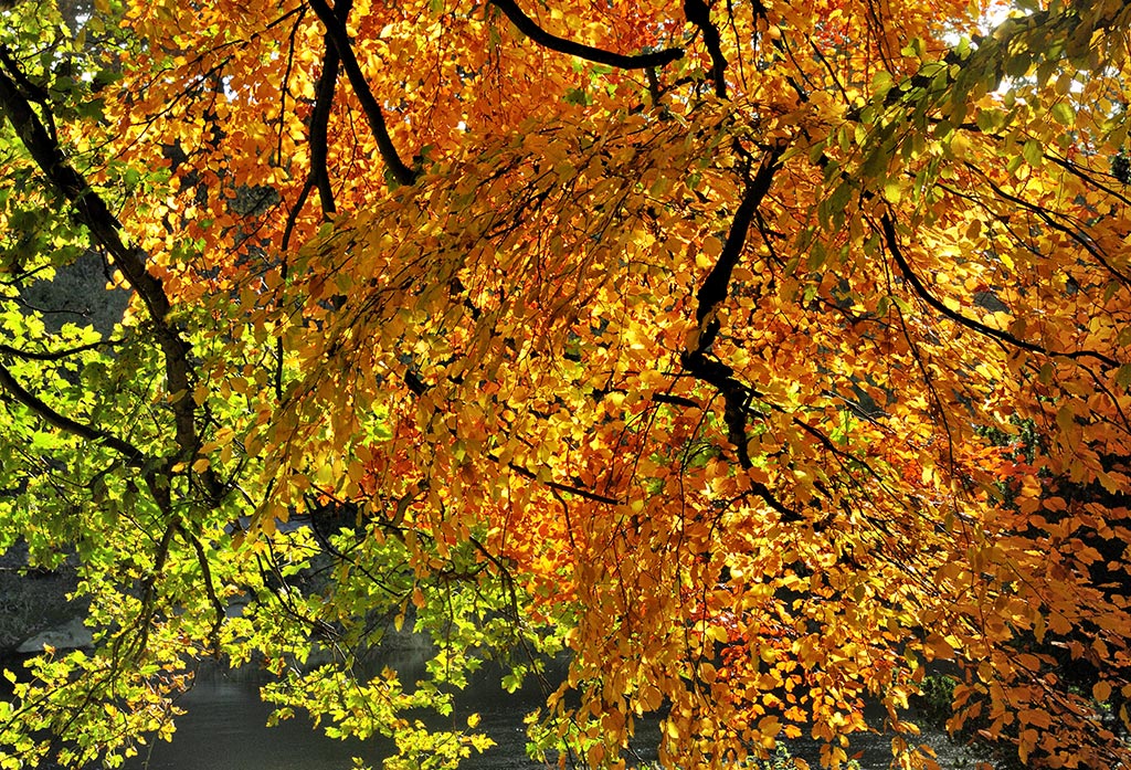 The River Tweed showing through the golden autumn leaves