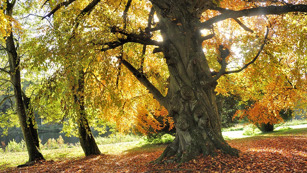 Autumn trees on the banks of the River Tweed