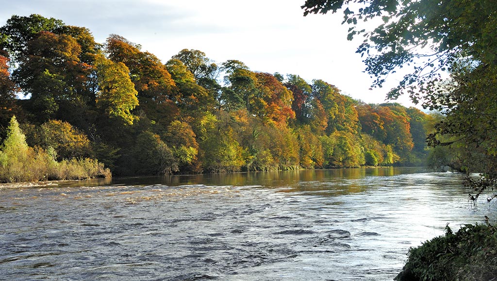 Autumn trees overhanging the River Tweed at Milne Graden