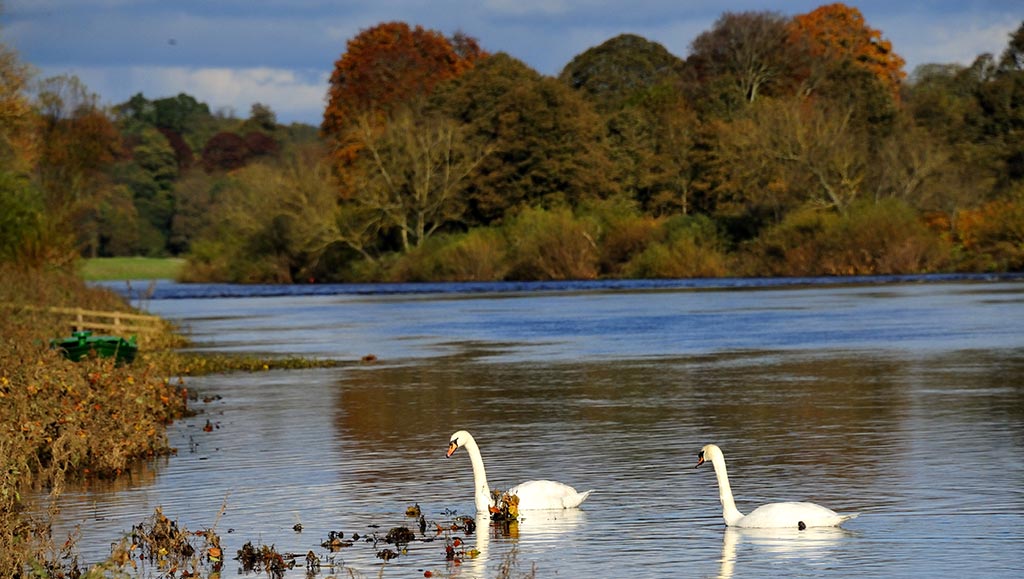 two wild swans swimming in the river Tweed at Milne Graden